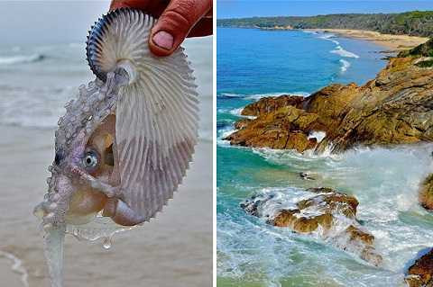 Thủy quái xuất hiện gần khu vực bãi biển Đông Cape Conran, Úc Thủy quái xuất hiện gần khu vực bãi biển Đông Cape Conran, Úc