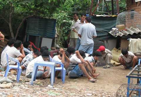 Triệt phá trường gà 'siêu khủng' giữa vườn sơ-ri