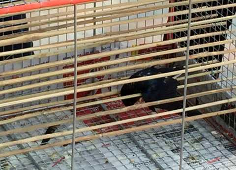 Xác chim nằm la liệt khắp sân chùa sau phóng sinh