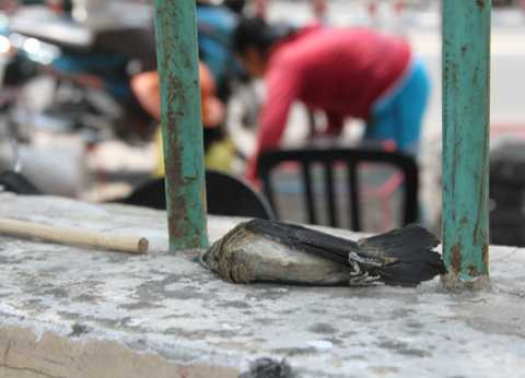 Xác chim nằm la liệt khắp sân chùa sau phóng sinh