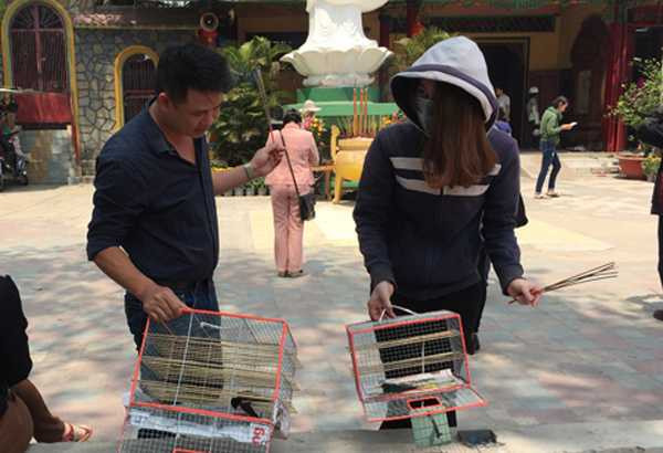 Xác chim nằm la liệt khắp sân chùa sau phóng sinh