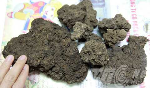 Huyết lình khai thác được ở một hang đá tại huyện Mai Sơn, Sơn La Huyết lình khai thác được ở một hang đá tại huyện Mai Sơn, Sơn La