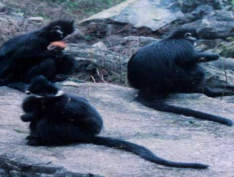 Đồng bào Tày ở Lâm Bình, Tuyên Quang, dùng cả huyết của voọc đen Đồng bào Tày ở Lâm Bình, Tuyên Quang, dùng cả huyết của voọc đen