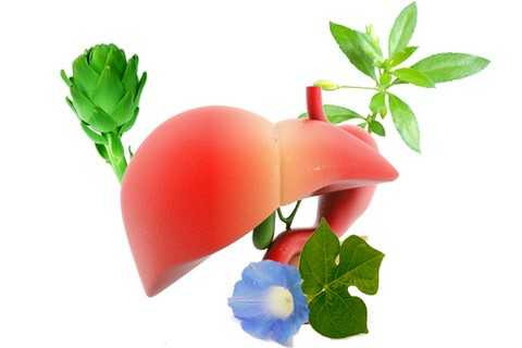 Bìm bìm biếc, Rau đắng đất - các thảo dược tuyệt vời cho lá gan Bìm bìm biếc, Rau đắng đất - các thảo dược tuyệt vời cho lá gan