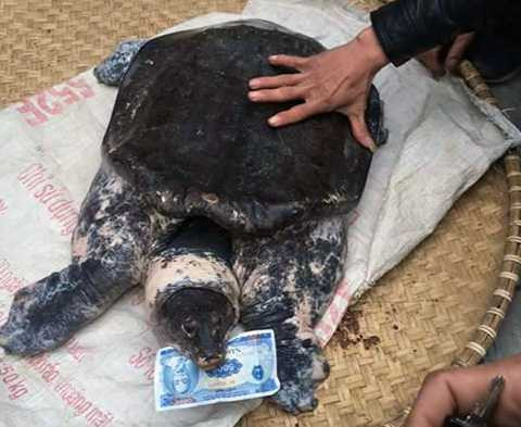 Con ba ba ‘cụ’ có trọng lượng lên đến 17,5 kg Con ba ba ‘cụ’ có trọng lượng lên đến 17,5 kg