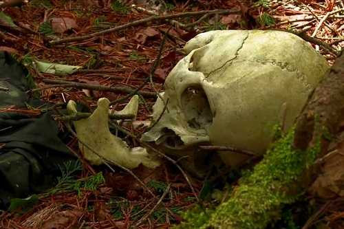 Khu rừng này từng làm mưa làm gió làng văn học Nhật Bản khi xuất hiện trong trong tác phẩm của nhà văn Wataru Tsurumui mang tên “Hướng dẫn hoàn chỉnh cho việc tự sát” 