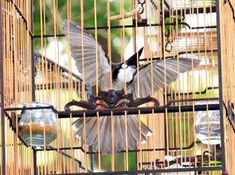 Truy tố bị can, trộm chim quý, Giám đốc sở 30 tuổi, Quảng Nam, Lê Phước Hoài Bảo