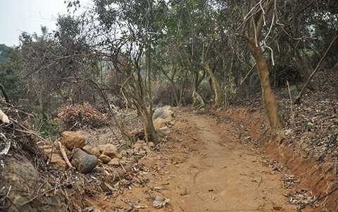 Rừng Sơn Trà, bị phá, cơ quan chức năng không hề hay biết?