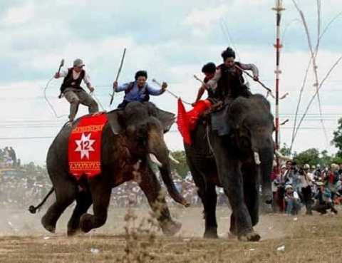 Hình ảnh của các chú voi thi đua trò chơi trong lễ hội