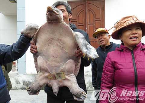 Vợ chồng ông Tý vui mừng khi bắt được con ba ba cụ - Ảnh MK