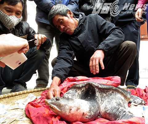 Ông Tý vẫn đang chăm sóc, với mong muốn sẽ không bán thịt mà nhược lại cho tổ chức, cá nhân để nuôi, chăm sóc, bảo tồn tại các ao, hồ của đình, chùa...