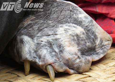 Bàn chân có móng sừng dài khoảng 3-4cm