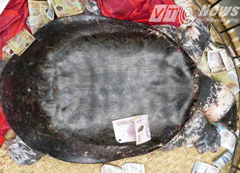 Ba ba cụ có chiều dài mai khoảng 80cm, rộng 60