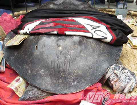 Thân có màu xanh đen, trên mai có 1 vết thương đã lâu