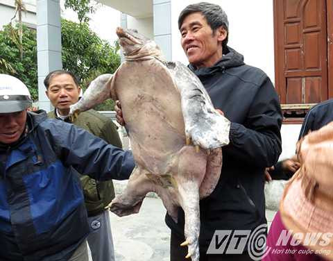 Ông Tý, bê nổi ba ba lên, nhìn khá to