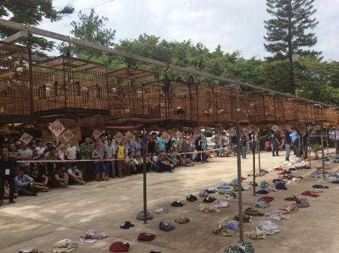 Giám đốc Sở 30 tuổi, lên tiếng, truy tố 2 kẻ trộm chim, Quảng Nam, Sở KH-ĐT, Lê Phước Hoài Bảo