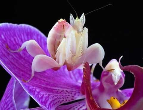Bọ ngựa Phong lan, tên khoa học là Hymenopus coronatu, phân bố ở Malaysia và Indonesia. Cơ thể màu tím hồng pha trắng của chúng cực kỳ giống như những bông hoa phong lan nên chúng thường tận dụng ưu thế, giả dạng loài hoa này để săn mồi. Vì vậy, đừng quá sợ hãi khi thấy một bông hoa phong lan biết cử động. Bọ ngựa Phong lan, tên khoa học là Hymenopus coronatu, phân bố ở Malaysia và Indonesia. Cơ thể màu tím hồng pha trắng của chúng cực kỳ giống như những bông hoa phong lan nên chúng thường tận dụng ưu thế, giả dạng loài hoa này để săn mồi. Vì vậy, đừng quá sợ hãi khi thấy một bông hoa phong lan biết cử động.