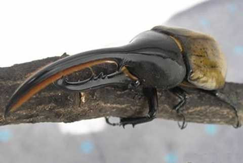 Một loài bọ cánh cứng sống ở Nam Mỹ tên là bọ cánh cứng tê giác hay bọ cánh cứng Hercules Beetle. Tên của chúng được đặt theo tên của vị anh hùng Hy Lạp, Hercules bởi chúng nổi tiếng với sức mạnh có thể nâng trọng lượng nặng gấp 850 lần trọng lượng cơ thể nó. Chiều dài cơ thể của chúng lên đến gần 15cm. Mặc dù trông khá đầu gấu nhưng loài côn trùng lực sĩ này có tính cách khá hiền lành, thi thoảng mới đánh nhau khi giao phối. Một loài bọ cánh cứng sống ở Nam Mỹ tên là bọ cánh cứng tê giác hay bọ cánh cứng Hercules Beetle. Tên của chúng được đặt theo tên của vị anh hùng Hy Lạp, Hercules bởi chúng nổi tiếng với sức mạnh có thể nâng trọng lượng nặng gấp 850 lần trọng lượng cơ thể nó. Chiều dài cơ thể của chúng lên đến gần 15cm. Mặc dù trông khá đầu gấu nhưng loài côn trùng lực sĩ này có tính cách khá hiền lành, thi thoảng mới đánh nhau khi giao phối.