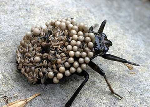 Bọ nước khổng lồ, tên khoa học là Belostomatida, là loài côn trùng thuộc Họ Chân bơi. Đây là loài côn trùng nổi tiếng với những vết cắn độc ác và đau đớn nhất trong số các loài côn trùng. Cơ chế săn mồi của chúng khá độc đáo, nằm bất động dưới nước, khi thấy con mồi, chúng tấn công chớp nhoáng bằng cách tiêm nước bọt có chứa chất hóa lỏng mô cơ và hút chất lỏng từ con mồi. Bọ nước khổng lồ, tên khoa học là Belostomatida, là loài côn trùng thuộc Họ Chân bơi. Đây là loài côn trùng nổi tiếng với những vết cắn độc ác và đau đớn nhất trong số các loài côn trùng. Cơ chế săn mồi của chúng khá độc đáo, nằm bất động dưới nước, khi thấy con mồi, chúng tấn công chớp nhoáng bằng cách tiêm nước bọt có chứa chất hóa lỏng mô cơ và hút chất lỏng từ con mồi.