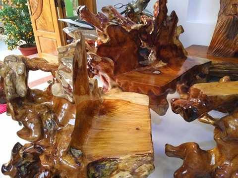 Những chiếc ghế cũng được làm từ một phần dễ của cây huỳnh đàn khủng này