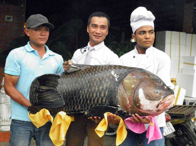 Con cá hô 3 người khiêng mới xuể - Ảnh: Dương Thế Hùng