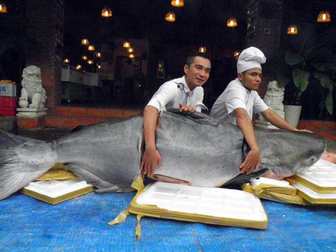 Cá tra dầu phải xẻ làm ba mới khiêng nổi - Ảnh: Dương Thế Hùng