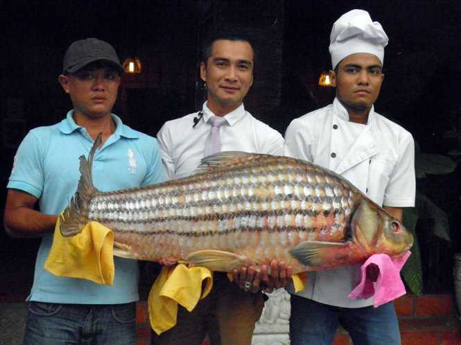 Cá trà sóc cũng cần tới 3 người khiêng - Ảnh: Dương Thế Hùng