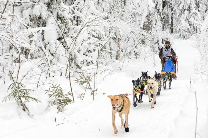 Một trong số cuộc khi lái xe chó kéo nổi tiếng của Nga là On the Land of Sampo