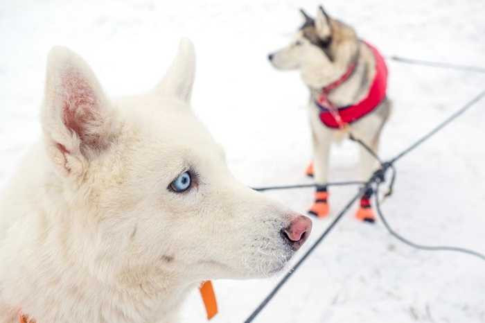 Cuộc thi thường có các chặng từ 6km cho đến 40km
