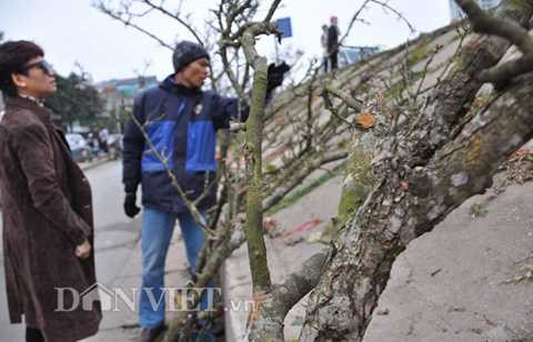 Các gian hàng bán lê rừng luôn thu hút được khá nhiều khách đến mua, ngắm.