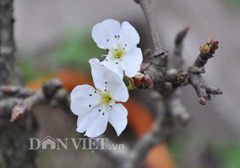 Các bông hoa lê rừng bung nở trắng tinh khôi.