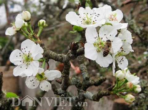 Hoa lê rừng vẫn có sức hút riêng với loài ong lấy mật.