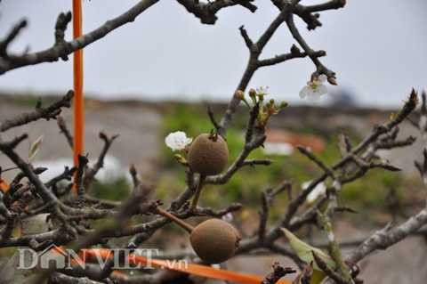 Theo anh Trường, một cành lê rừng đẹp phải là cành già có tay dày và trên cành phải có nụ, hoa, lá, quả…