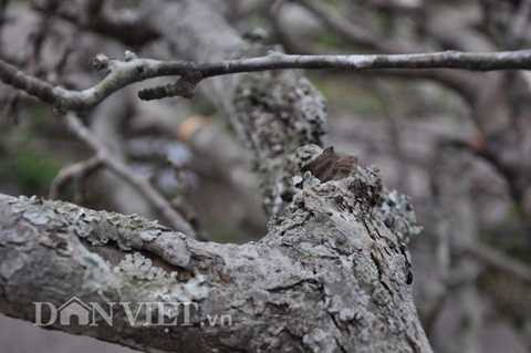  …và cành phải có dáng, thế cổ, thân mốc, có nhiều rong rêu bám. Theo anh Trường, trung bình mỗi ngày anh bán cho khách khoảng trên dưới 30 cành lê rừng, trong đó loại cành giá trên dưới 10 triệu có khoảng từ 5 đến 8 cành, còn loại các cành nhỏ có giá dưới 5 triệu đồng.