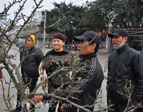Chị Minh (ở quận Tây Hồ, Hà Nội) chia sẻ: Lê rừng là một loài hoa đẹp, chỉ tháng Giêng mới có nên năm nào tôi cũng dành thời gian ra chợ ngắm và mua một cành về chơi cho thích”.