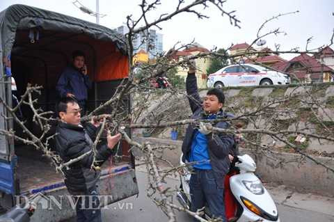  Cành lê rừng được anh Trường bán cho một khách ở đường Xuân Thủy, quận Cầu Giấy, Hà Nội với giá trên 2 triệu đồng.