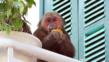 Sáng nay, 28/2, một con khi mặt đỏ leo trèo khắp các khu vực ban công của những ngôi nhà liền kề khu vực lô 3 KĐT mới Định Công, Hoàng Mai, Hà Nội.