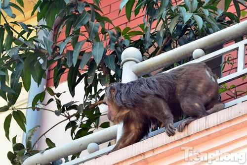 Theo một số người dân, con khi này đã ở đây từ ngày hôm qua, 27/2.