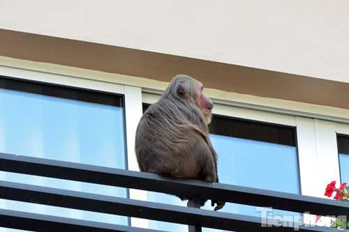 Mọi người không biết con khỉ này ở đâu đến.