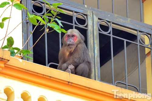 Con khỉ khá rụt dè khi thấy người.