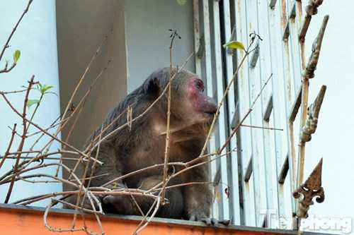 Anh Nguyễn Hưng, một người dân sống tại khu vực trên khẳng định, con khỉ leo trèo qua các ban công ngôi nhà từ buổi sáng nay (28/2).