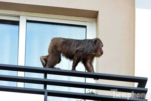 Khỉ mặt đỏ nhảy nhót khắp ban công, gây náo loạn khu dân cư ở Hà Nội