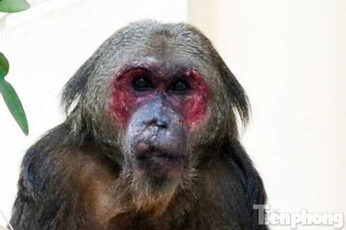 Theo quan sát con khỉ nặng khoảng 20kg.