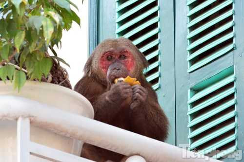 Nhiều người mang chuối, táo ra cho con khỉ này ăn.