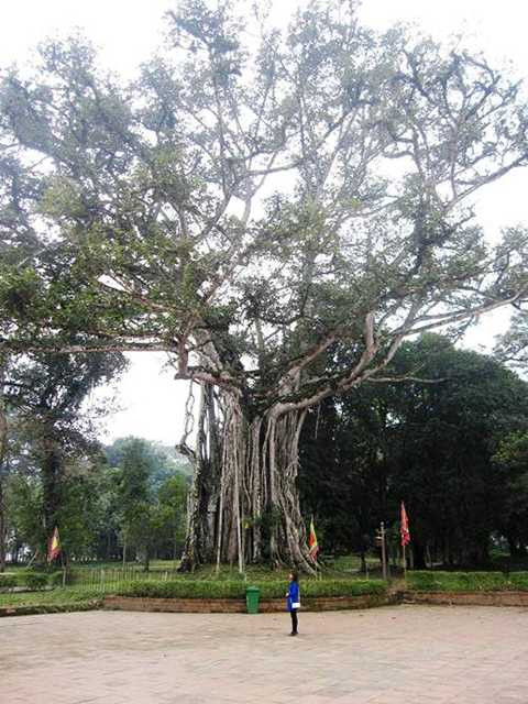 Kỳ bí, cây nhân tình, đa thị, nổi tiếng, Lam Kinh