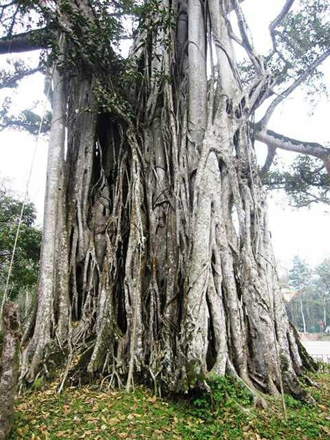 Kỳ bí, cây nhân tình, đa thị, nổi tiếng, Lam Kinh