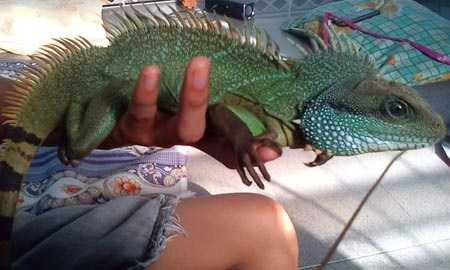 Tội nghiệp con baba 'ngậm đắng nuốt cay' nằm giữa đống tiền