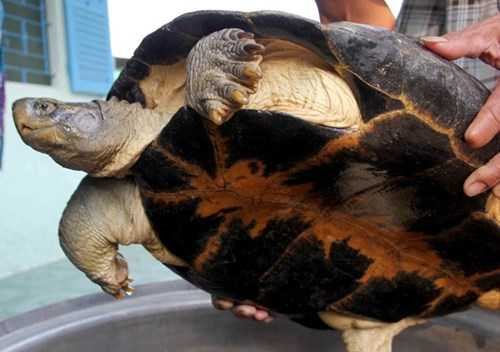 Phát hiện con rùa 14kg nằm giữa đường