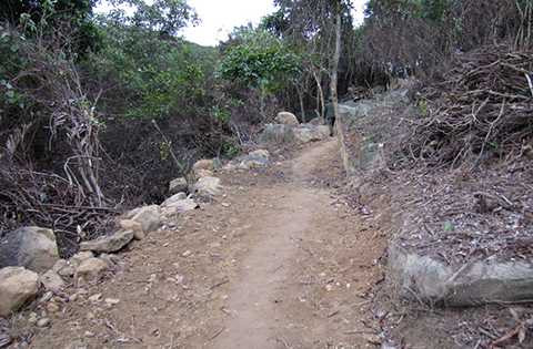 Vụ xâm hại, rừng Sơn Trà, đình chỉ công tác, Kiểm lâm, Sở Nông nghiệp và PTNT, Đà Nẵng