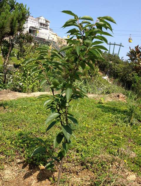 Vụ "100 cây hoa anh đào ở Đà Nẵng", Sở Ngoại vụ, Nhật Bản, Công viên Châu Á, Mai Đăng Hiếu